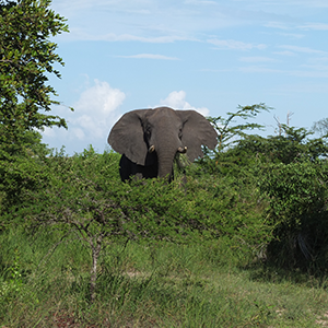 Conservation